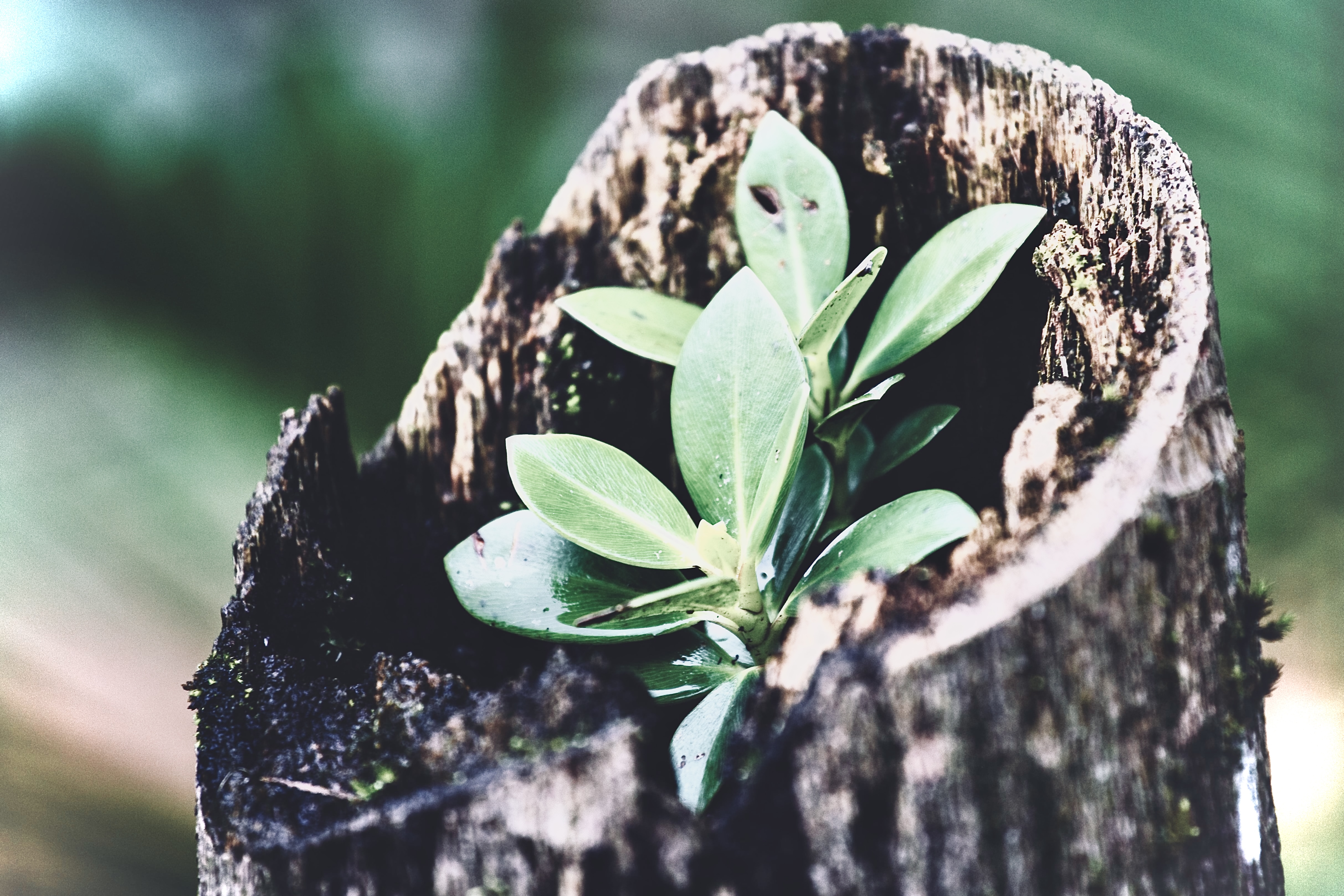 Glossary Eco Foundation: Environmental Values. Environmental Actions