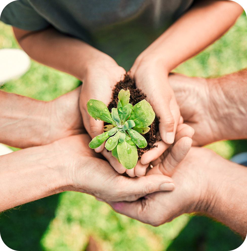 Hands holding a green sprout